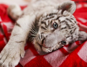 В ялтинском зоопарке умер последний тигренок-альбинос