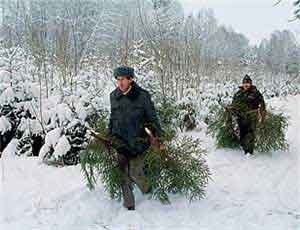 В Крыму взяли под охрану елки