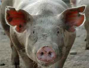 В Крыму объявили охоту на «бродячих» свиней