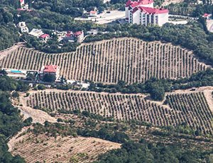 Крым компенсирует до 80% затрат при посадке новых виноградников