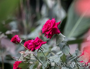 Розовый вальс: НБС  открывает выставку роз собственной селекции