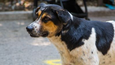 Южноуральцам пригрозили штрафами за выгул собак с нарушениями
