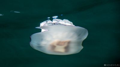 Интервенция: популяция медуз в Азовском море катастрофически возросла