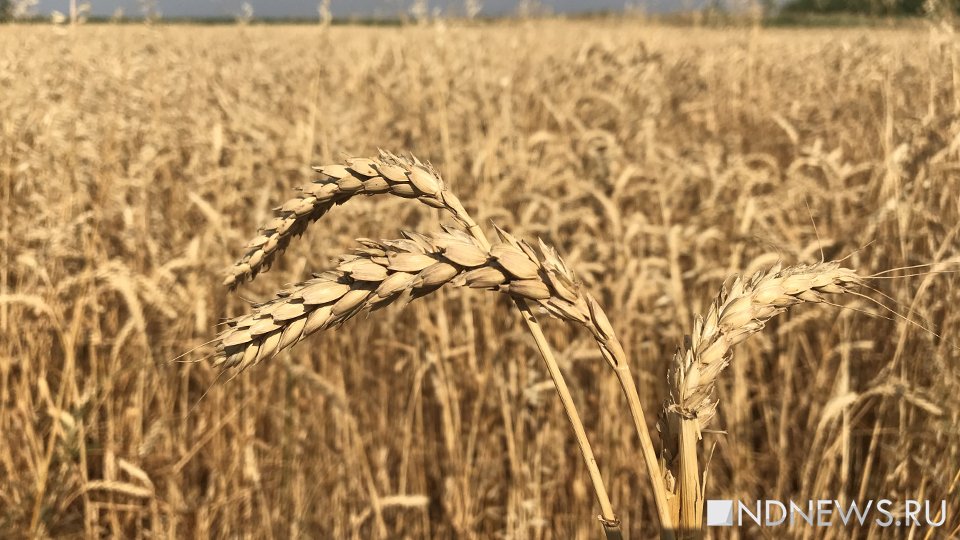 «Никаких преимуществ»: «зерновая сделка» для России оказалась бессмысленной