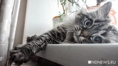 Ученые выяснили, как урчат кошки
