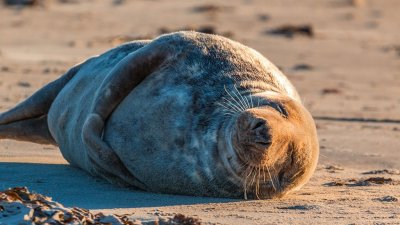 В Дагестане нашли более 150 мертвых краснокнижных тюленей