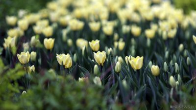 В Никитском ботаническом саду озвучили дату начала традиционного парада тюльпанов
