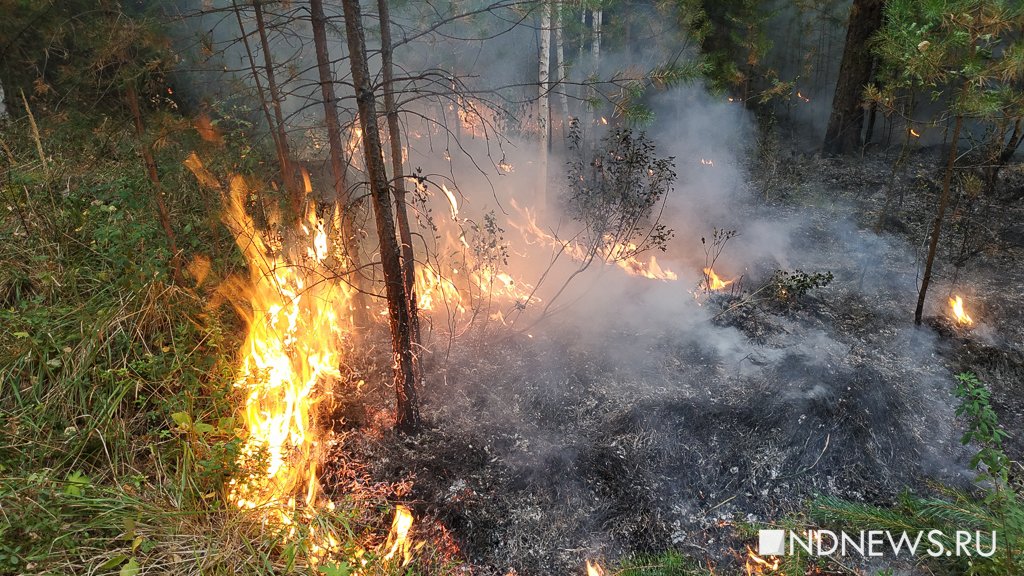 Площадь пожаров в свердловских лесах за сутки увеличилась на 300 га