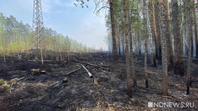 В Свердловской области действуют 10 лесных пожаров
