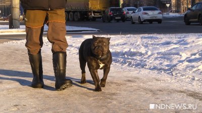 Свердловские власти медлят с введением наказания за неконтролируемый выгул собак