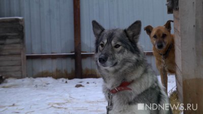 В Карелии волки убили более 20 собак в одном поселке