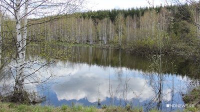 Уральские ученые изучают годичные кольца деревьев, чтобы прогнозировать паводки